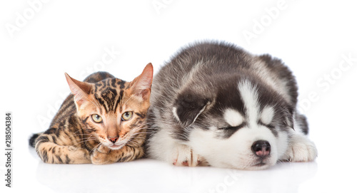 Siberian Husky puppy is sleeping with a bengal kitten. isolated on white background