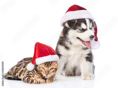 Bengal kitten and Siberian Husky puppy in santa hats. isolated on white background