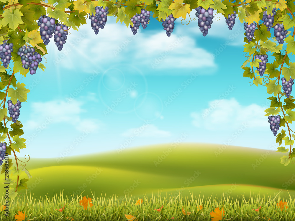Bunches of grapes like frame on the background of the rural landscape with valley, hills and sky. Vector illustration about the harvest and winemaking.