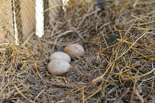 chicken eggs in farm