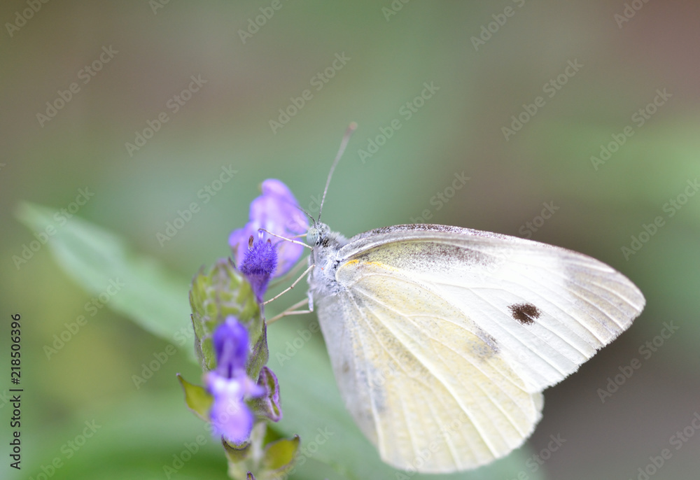 花の蜜を吸うモンシロチョウ