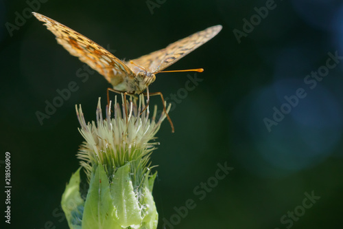 Orange colored Fritillary butterfly on a wildflower photo