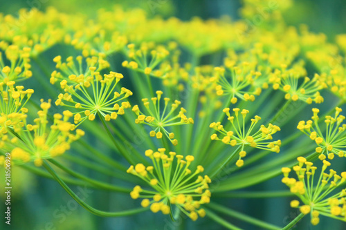 Beautiful yellow dill flowers. Close-up. Background.