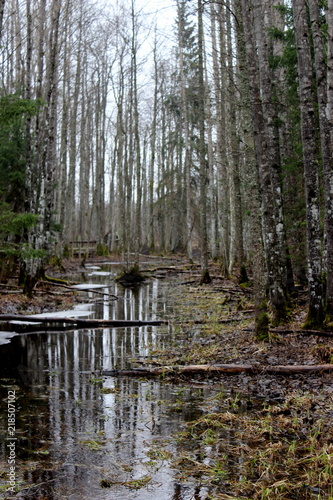 Estonian Forest in the rain