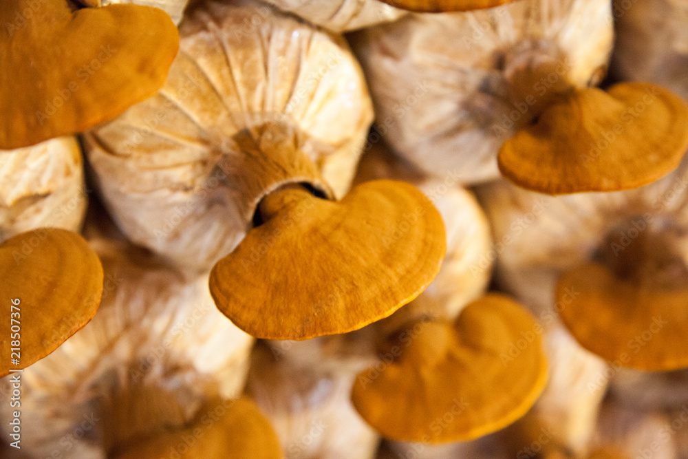 lingzhi mushroom farm lingzhi mushroom farm