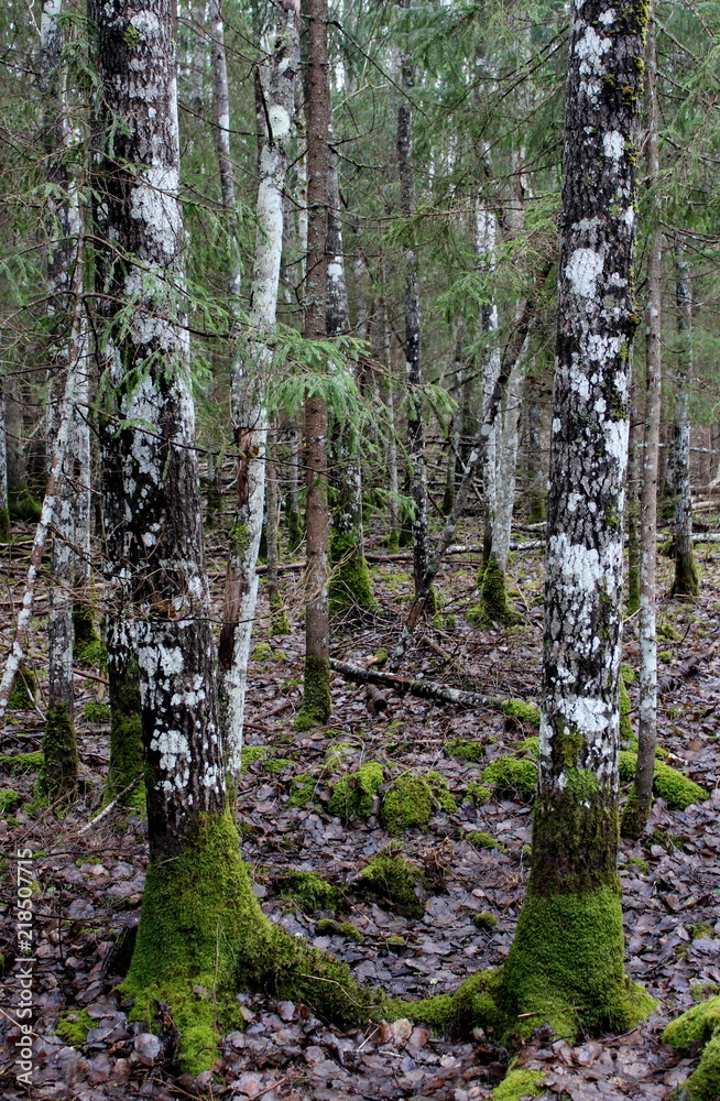 Fototapeta premium Estonian Forest in the rain