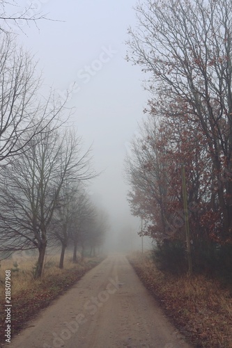 Feldweg | Bäume im Herbst im Nebel | Allee