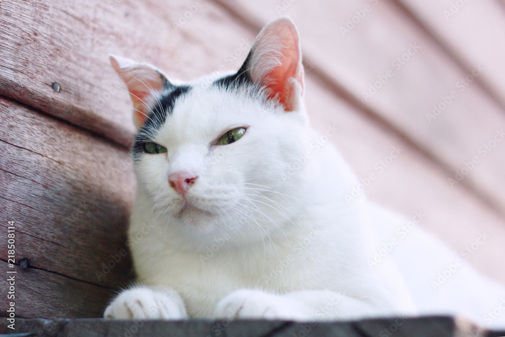 White Cat sitting and sleeping on the wooden terrace White Cat sitting and sleeping on the wooden terrace
