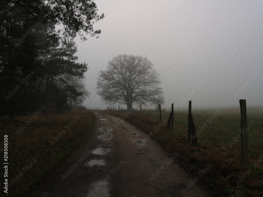 Alte Eiche | Baum im Nebel im Winter | Feldweg Alte Eiche | Baum im Nebel im Winter | Feldweg