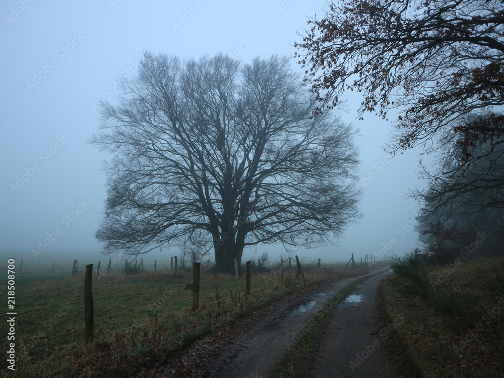 Alte Eiche | Baum im Nebel im Winter | Feldweg Alte Eiche | Baum im Nebel im Winter | Feldweg