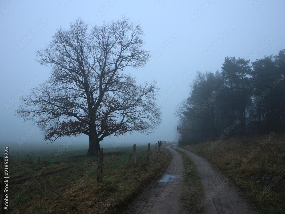 Alte Eiche | Baum im Nebel im Winter | Feldweg Alte Eiche | Baum im Nebel im Winter | Feldweg