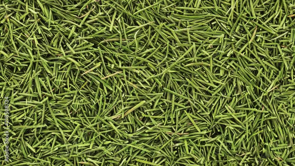 Seamless loopable background from fir needles Seamless loopable background from fir needles