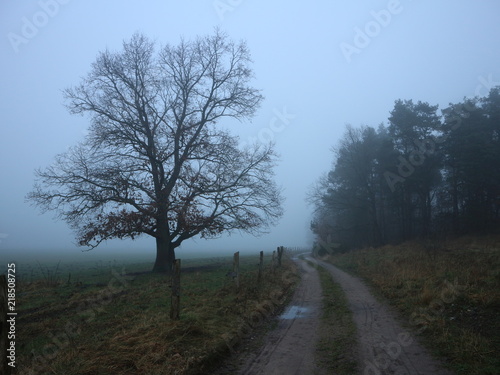 Alte Eiche | Baum im Nebel im Winter | Feldweg