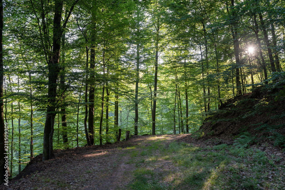 Obraz premium Route forestière dans la forêt vosgienne au petit matin