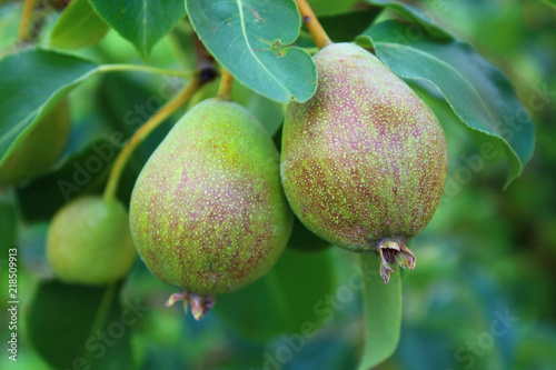 Two pears hanging on a branch. Close-up. Background.