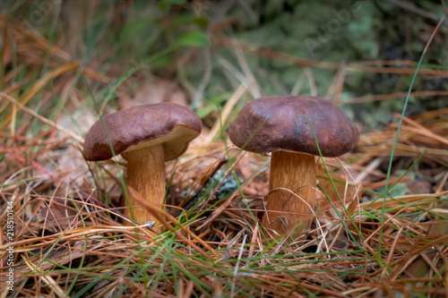 wild boletus mushrooms in the fall in Sweden