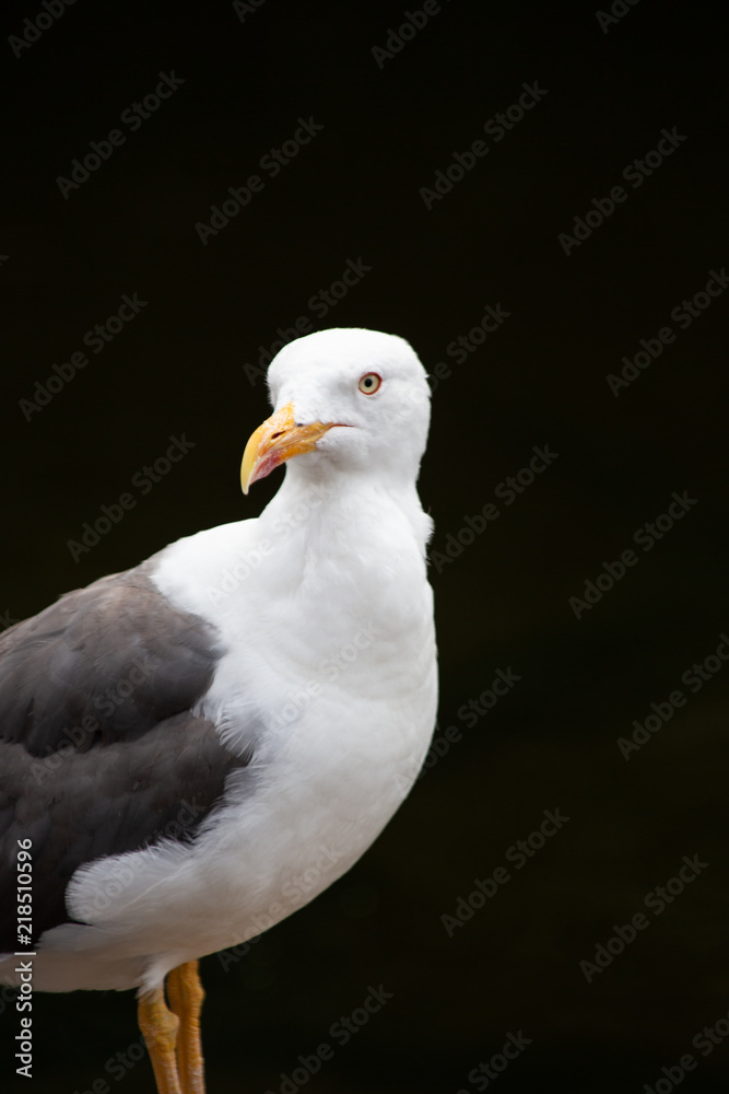 Portrait of a seagull standing proud against a black background in St. James's Park, London, England.