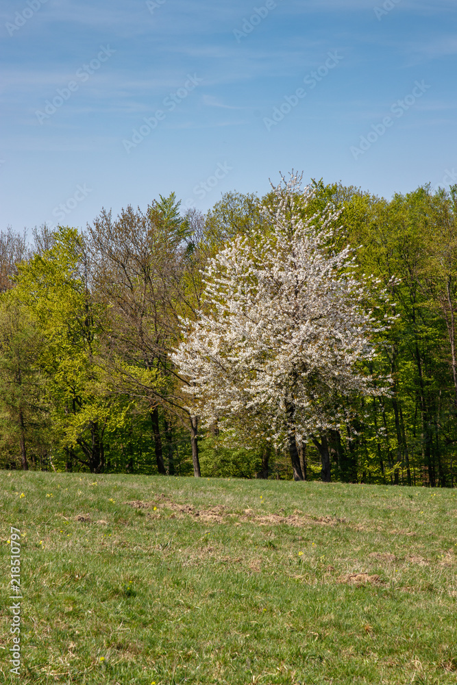single white tree in front of a green forest
