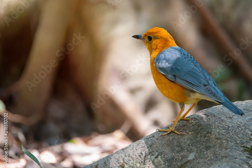 Bird in orange color..Orange headed thrush bird perching on big root beside a pond in deep rainforest of Thailand,rear view. © sbw19