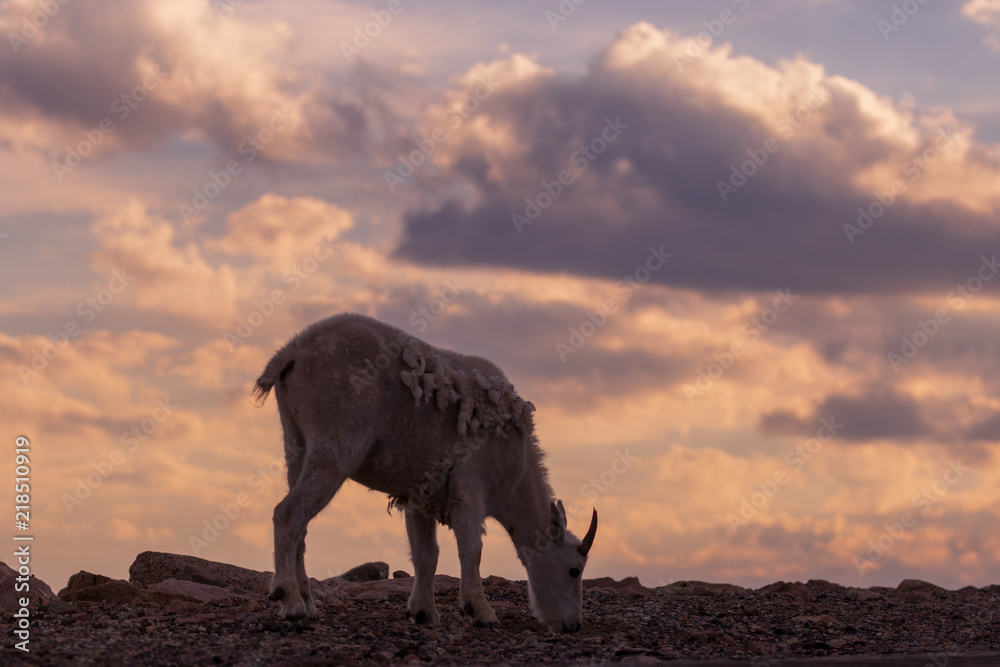 Fototapeta premium Mountain Goat at Sunset