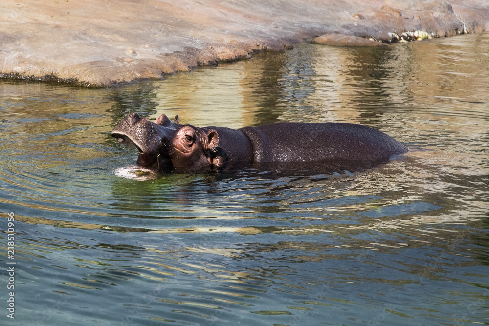The common hippopotamus in the water.
The common hippopotamus in the water.