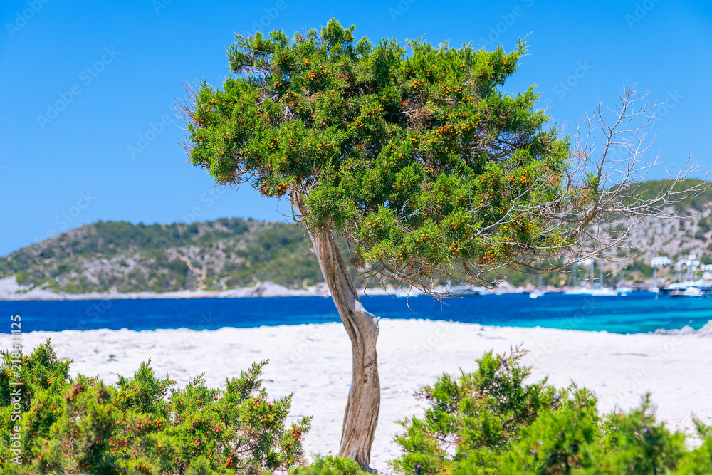 seascape with tree and blue mediterranean sea in the background