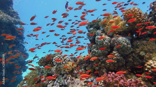Beautiful coral reef, colorful underwater scenery 
