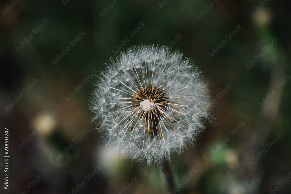 Dandelion in the garden