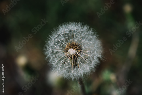 Dandelion in the garden