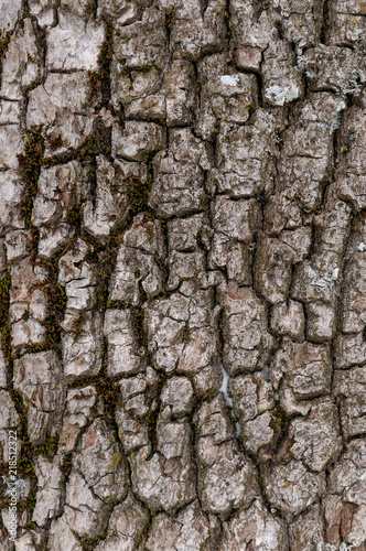 Fototapeta Naklejka Na Ścianę i Meble -  Wooden bark texture.