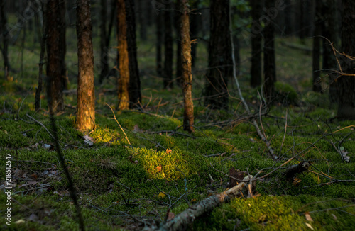 Sunlight on the moss in forest