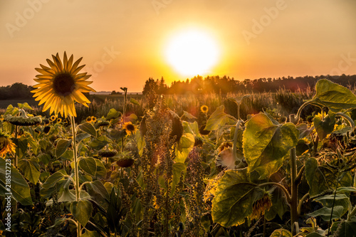 Fototapeta Naklejka Na Ścianę i Meble -  Sonnenbluzmen bei Sonnenuntergang