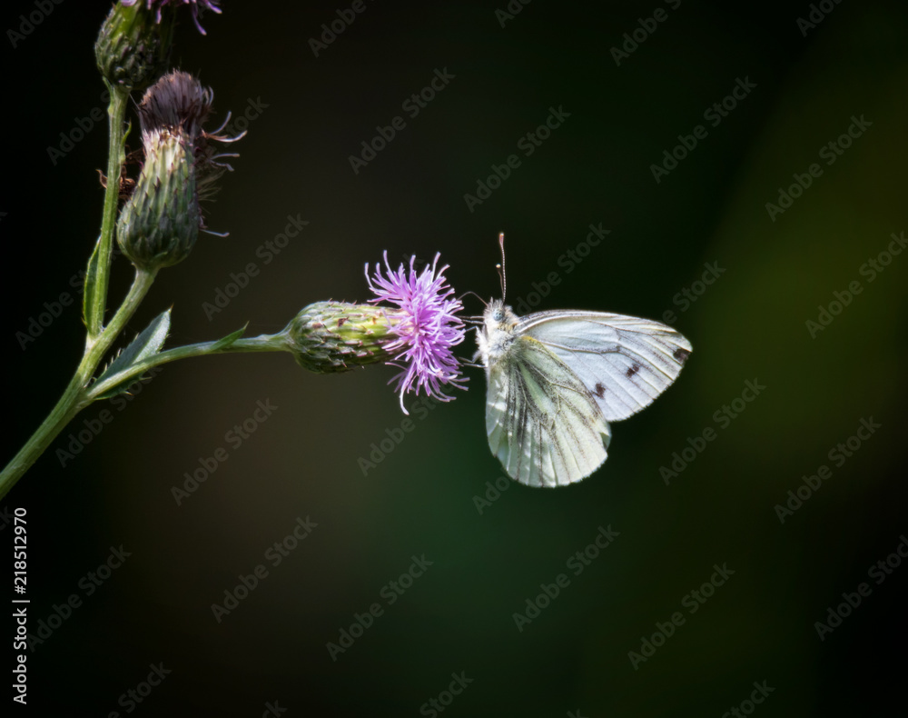 White butterfly on purple flower White butterfly on purple flower