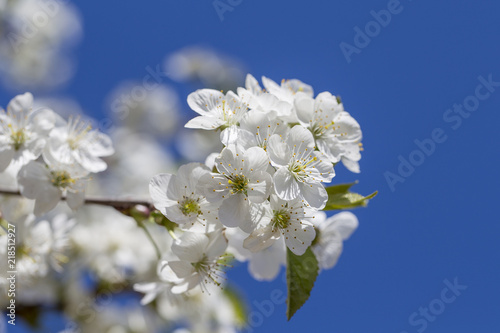 White flowers of the cherry blossoms on a spring day over blue sky background. Flowering fruit tree , close up