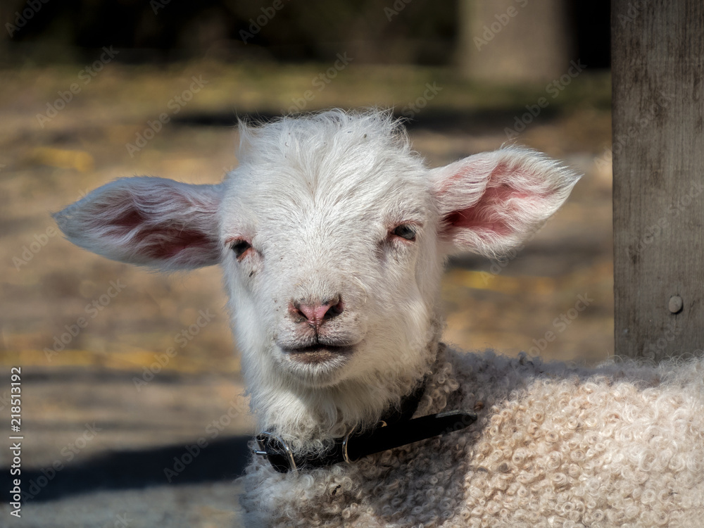 Fototapeta premium A cute little lamb looking at camera