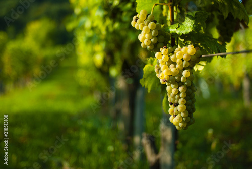 Billede på lærred wine grapes on vine stock at wineyard