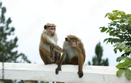 A Pair of Monkeys in Sri Lanka