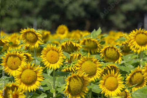 Fototapeta Naklejka Na Ścianę i Meble -  Field of sunflowers. Summer landscape. Yellow flowers.