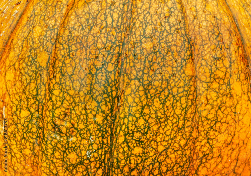 Surface texture of a large pumpkin Surface texture of a large pumpkin