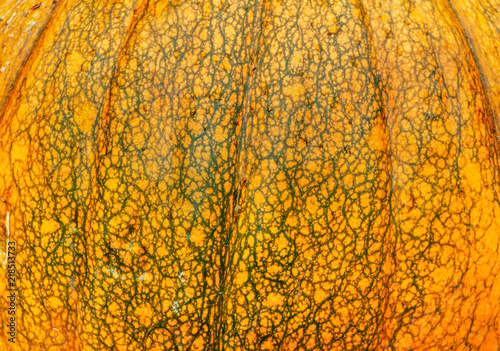 Surface texture of a large pumpkin