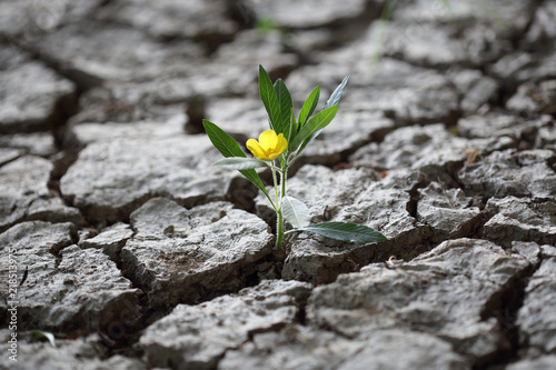 Blume kämpft sich durch trockene Erde photo