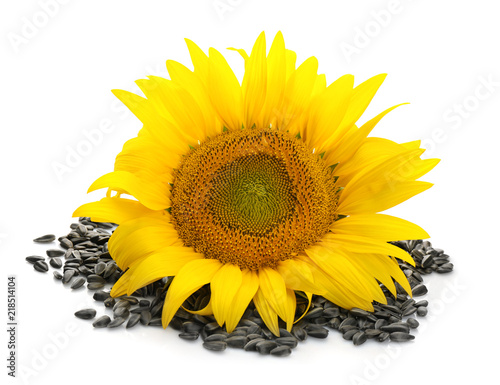 Fototapeta Naklejka Na Ścianę i Meble -  Beautiful sunflower and seeds on white background