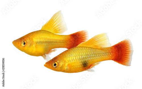 Hi Fin Platy platy male Xiphophorus maculatus tropical aquarium fish 