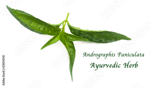 Fresh Herbal, Kariyat or Andrographis Paniculata Plants photo