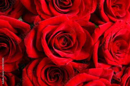 Beautiful red rose flowers as background  closeup