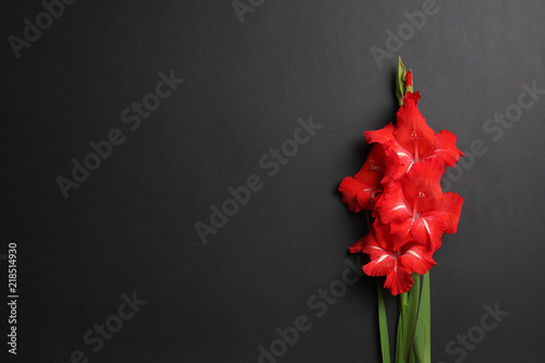 Fototapeta Naklejka Na Ścianę i Meble -  Beautiful gladiolus flowers on dark background, top view