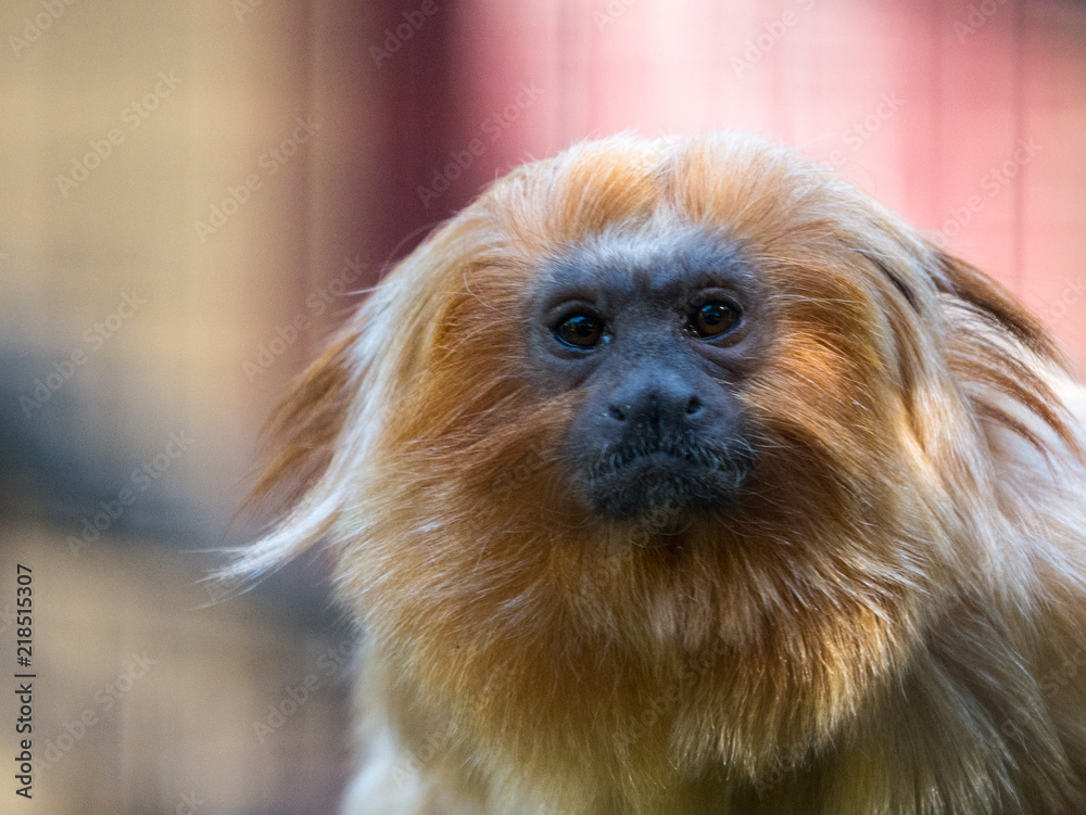 Tamarin Tamarin