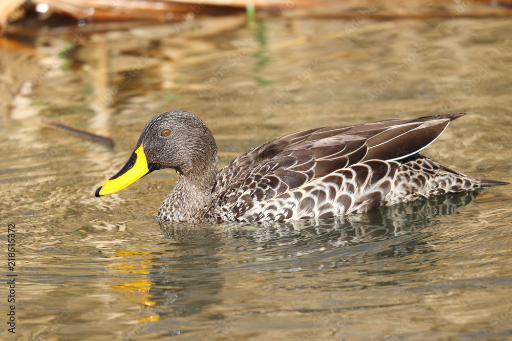 Fototapeta premium Yellow-billed duck (Anas undulata) swimming