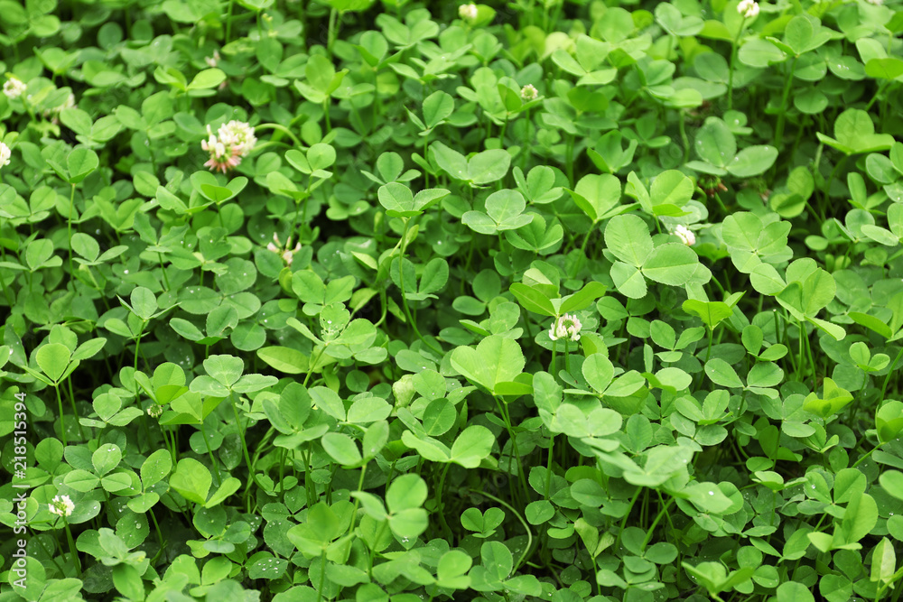 Green clover leaves as background Green clover leaves as background