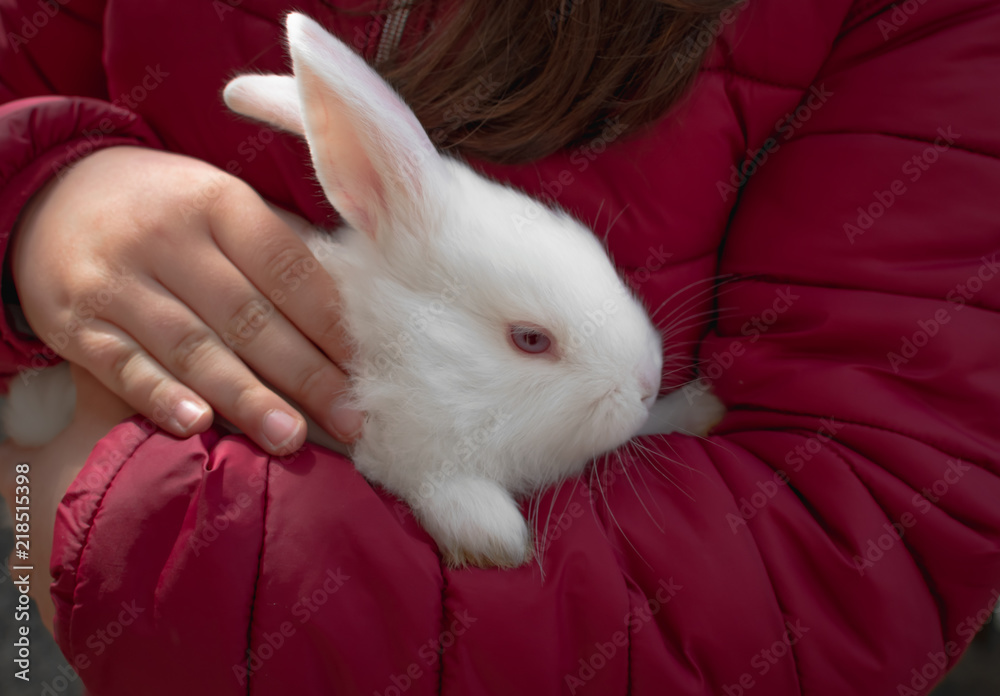 White rabbit in a little girl's hand White rabbit in a little girl's hand